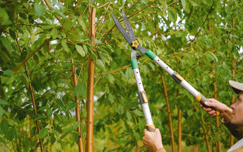 Tree trimming in Hay Springs, NE